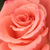 Różowy  - Róża wielkokwiatowa - Hybrid Tea - Bettina '78